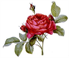 rose.jpg (11958 bytes)